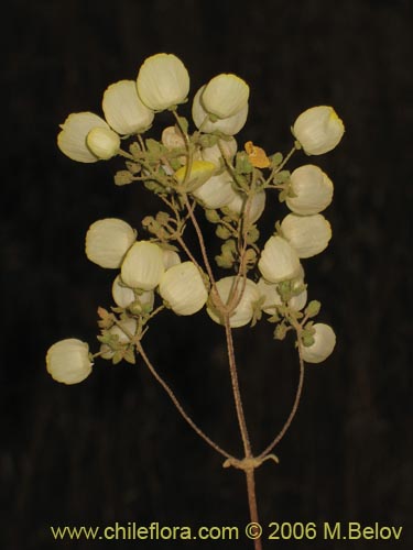 Calceolaria nudicaulis的照片