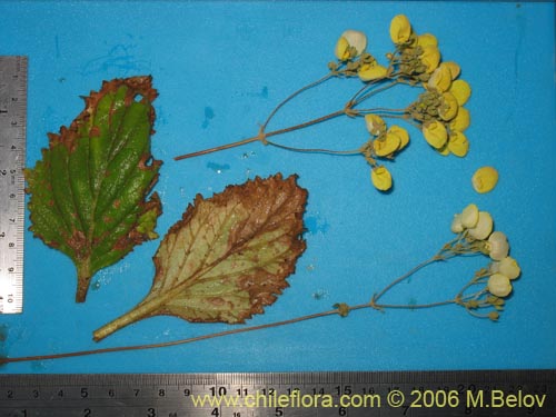 Image of Calceolaria nudicaulis (). Click to enlarge parts of image.