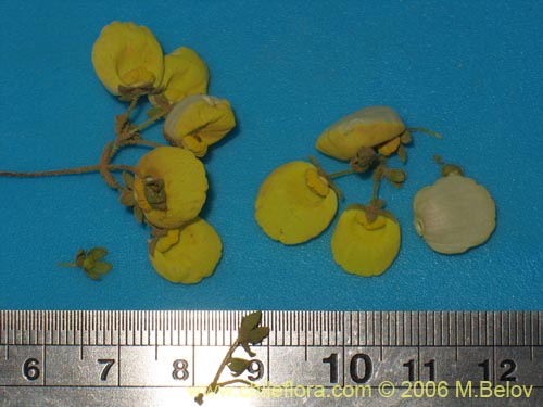 Image of Calceolaria nudicaulis (). Click to enlarge parts of image.