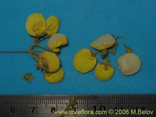 Calceolaria nudicaulis的照片