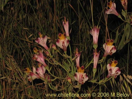 Bild von Alstroemeria pulchra ssp. pulchra (Flor de Aguila / Flor de San Martin / Mariposa del Campo). Klicken Sie, um den Ausschnitt zu vergrössern.