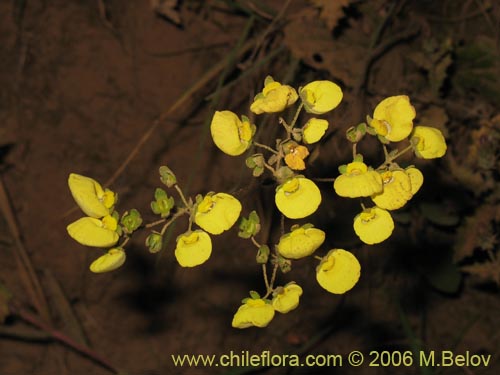 Image of Calceolaria nudicaulis (). Click to enlarge parts of image.