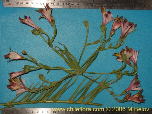 Alstroemeria pulchra ssp. pulchra의 사진