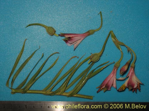 Imágen de Alstroemeria pulchra ssp. pulchra (Flor de Aguila / Flor de San Martin / Mariposa del Campo). Haga un clic para aumentar parte de imágen.