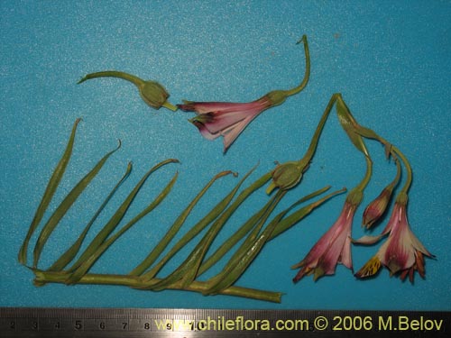 Image of Alstroemeria pulchra ssp. pulchra (Flor de Aguila / Flor de San Martin / Mariposa del Campo). Click to enlarge parts of image.