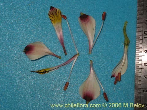 Bild von Alstroemeria pulchra ssp. pulchra (Flor de Aguila / Flor de San Martin / Mariposa del Campo). Klicken Sie, um den Ausschnitt zu vergrössern.