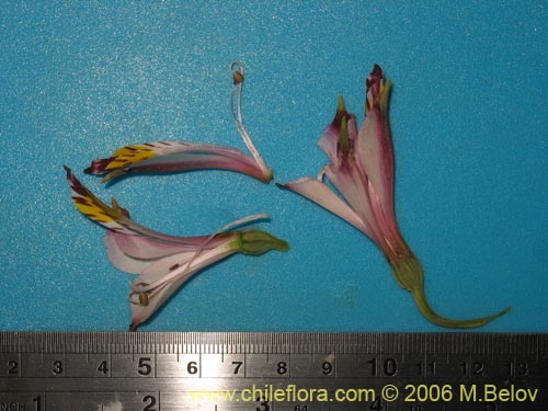 Image of Alstroemeria pulchra ssp. pulchra (Flor de Aguila / Flor de San Martin / Mariposa del Campo). Click to enlarge parts of image.