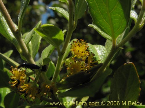 Azara dentadaの写真