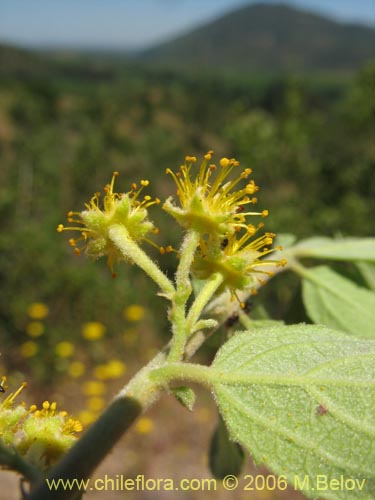 Bild von Azara dentada (Aromo de Castilla / Corcolén). Klicken Sie, um den Ausschnitt zu vergrössern.