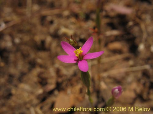 Image of Unidentified Plant sp. #2339 (). Click to enlarge parts of image.