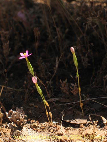 Image of Unidentified Plant sp. #2339 (). Click to enlarge parts of image.