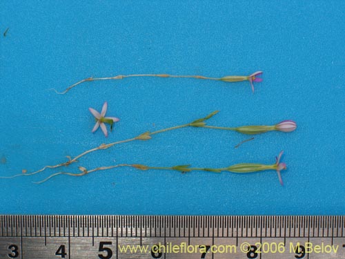 Image of Unidentified Plant sp. #2339 (). Click to enlarge parts of image.