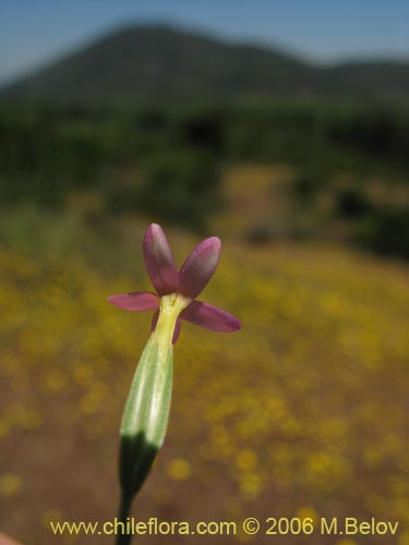 未確認の植物種 sp. #2339の写真