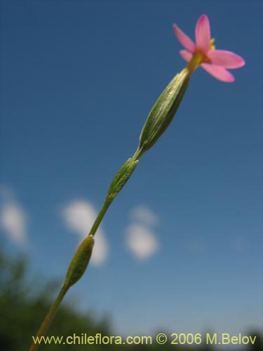 未確認の植物種 sp. #2339の写真