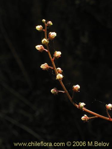 Tetilla hydrocotylifolia의 사진