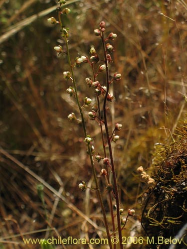 Bild von Tetilla hydrocotylifolia (). Klicken Sie, um den Ausschnitt zu vergrössern.