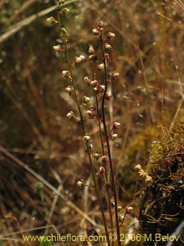 Tetilla hydrocotylifolia의 사진