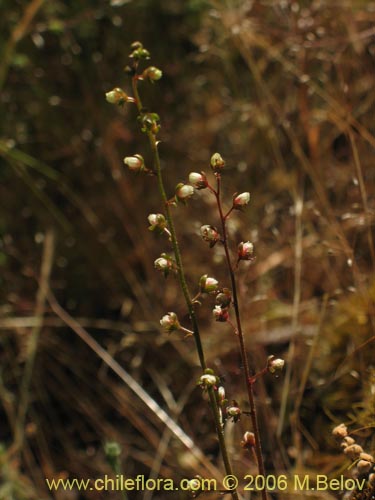 Tetilla hydrocotylifolia의 사진