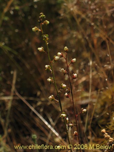 Tetilla hydrocotylifoliaの写真