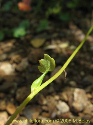 Tetilla hydrocotylifoliaの写真