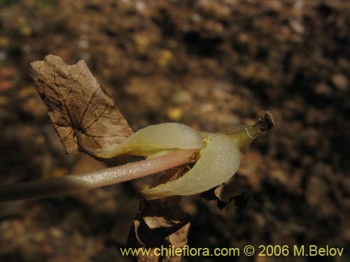 Bild von Tetilla hydrocotylifolia (). Klicken Sie, um den Ausschnitt zu vergrössern.