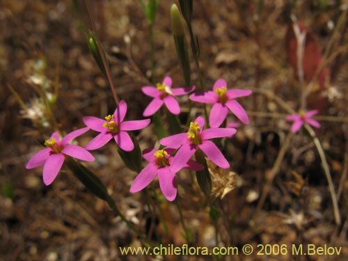 Image of Unidentified Plant sp. #2339 (). Click to enlarge parts of image.