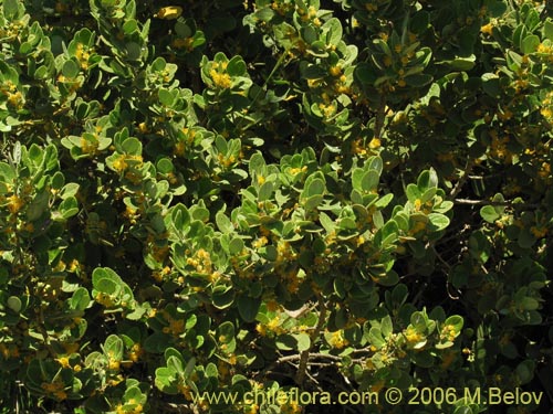 Image of Azara dentada (Aromo de Castilla / Corcolén). Click to enlarge parts of image.