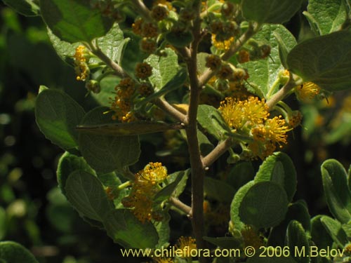 Image of Azara dentada (Aromo de Castilla / Corcolén). Click to enlarge parts of image.