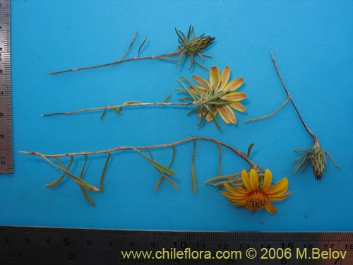 Chaetanthera chilensis var. tenuifoliaの写真