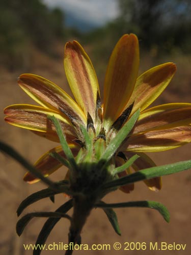 Imágen de Chaetanthera chilensis var. tenuifolia (). Haga un clic para aumentar parte de imágen.