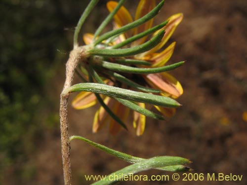 Imágen de Chaetanthera chilensis var. tenuifolia (). Haga un clic para aumentar parte de imágen.