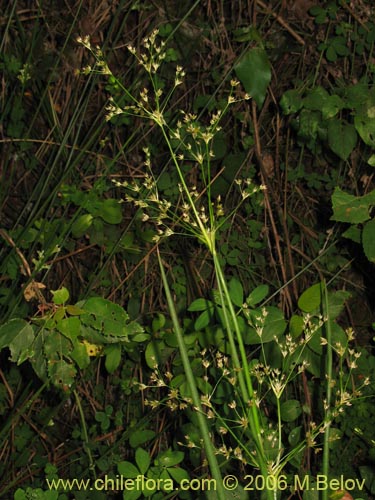 Juncaceae sp. #1872的照片