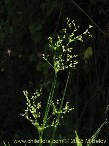 Juncaceae sp. #1872の写真