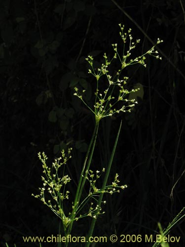 Фотография Juncaceae sp. #1872 (). Щелкните, чтобы увеличить вырез.