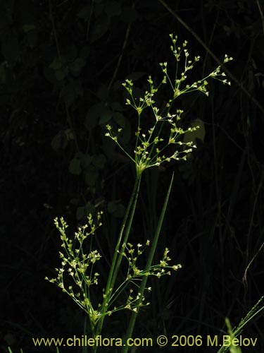 Image of Juncaceae sp. #1872 (). Click to enlarge parts of image.