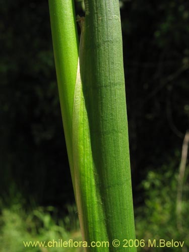 Juncaceae sp. #1872의 사진