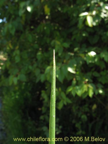 Bild von Juncaceae sp. #1872 (). Klicken Sie, um den Ausschnitt zu vergrössern.