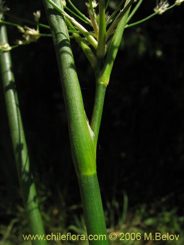 Juncaceae sp. #1872の写真