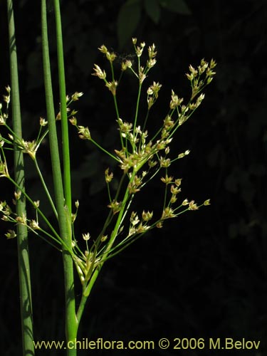 Juncaceae sp. #1872の写真