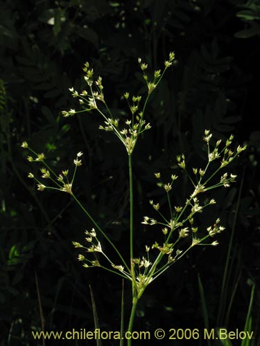 Imágen de Juncaceae sp. #1872 (). Haga un clic para aumentar parte de imágen.