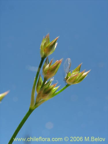 Juncaceae sp. #1872の写真