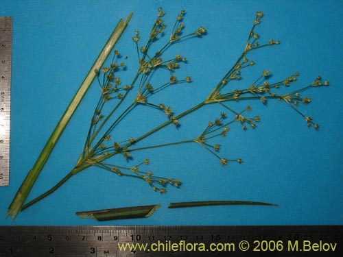 Image of Juncaceae sp. #1872 (). Click to enlarge parts of image.