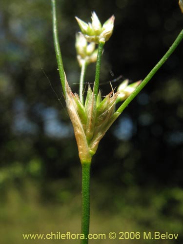 Juncaceae sp. #1872의 사진