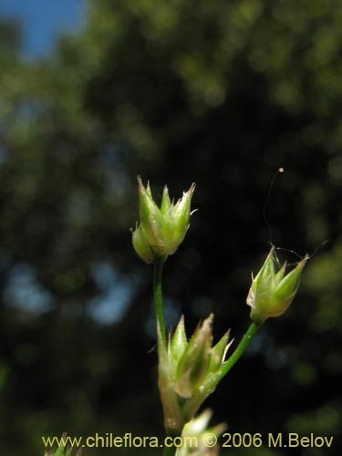 Bild von Juncaceae sp. #1872 (). Klicken Sie, um den Ausschnitt zu vergrössern.