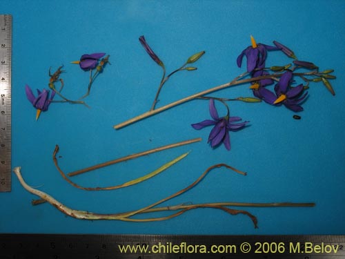 Bild von Conanthera bifolia (Pajarito del campo / Flor de la viuda). Klicken Sie, um den Ausschnitt zu vergrössern.