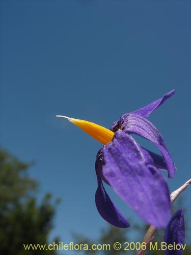 Imágen de Conanthera bifolia (Pajarito del campo / Flor de la viuda). Haga un clic para aumentar parte de imágen.