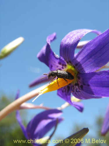 Bild von Conanthera bifolia (Pajarito del campo / Flor de la viuda). Klicken Sie, um den Ausschnitt zu vergrössern.