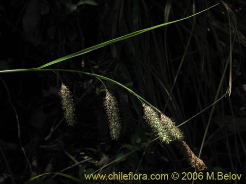 Carex sp. #1873의 사진