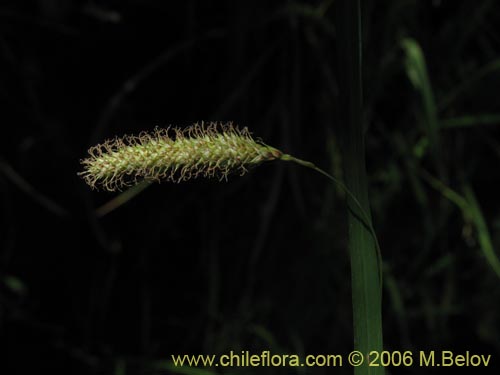 Carex sp. #1873의 사진