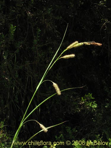 Carex sp. #1873の写真